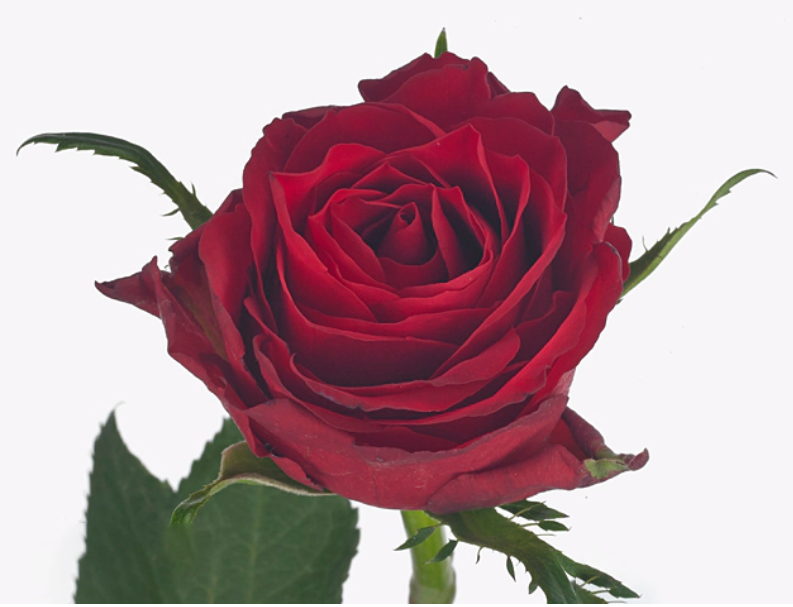 Pink Roses